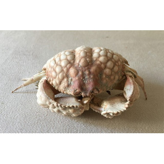 Globular Crab 8/10cm lot of 2