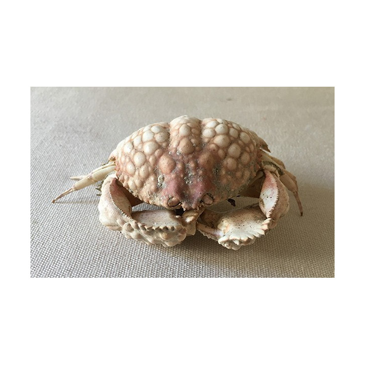 Crabe Globuleux 8/10cm lot de 2