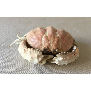 Crab Dotted 7/10cm lot of 2