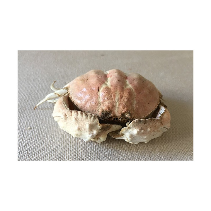 Crabe Dotted 7/10cm lot de 2