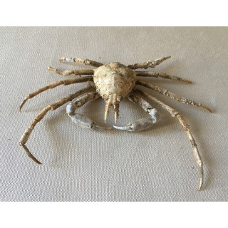 Crab Asperi 12/14cm lot of 2