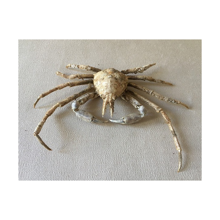 Crab Asperi 12/14cm lot of 2