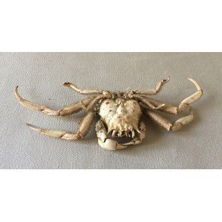Orientalis crab 15/16cm lot of 2
