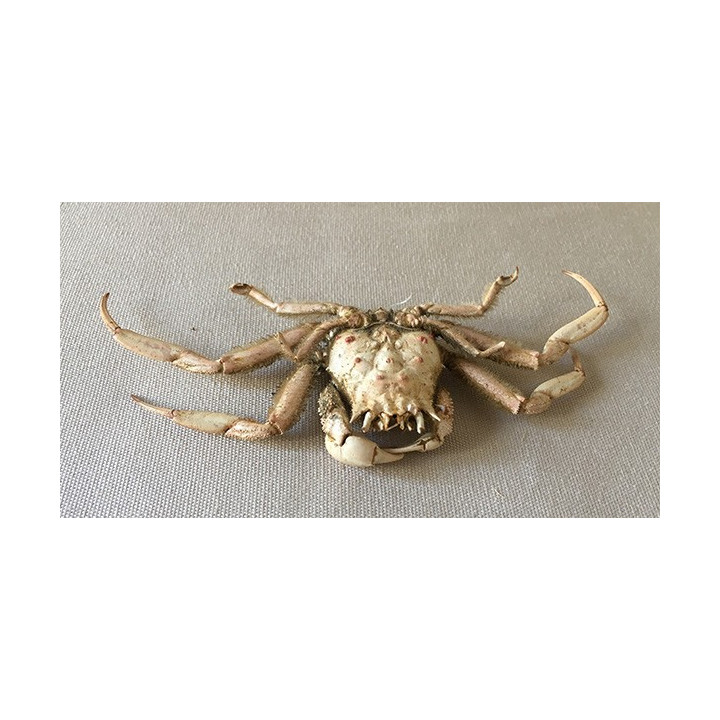 Orientalis crab 15/16cm lot of 2