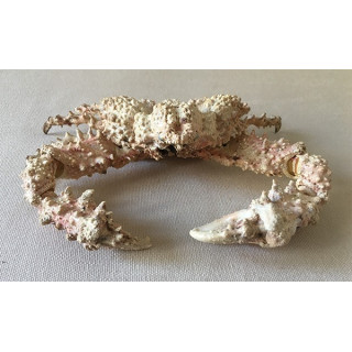Crab Stone 15/18cm lot of 1