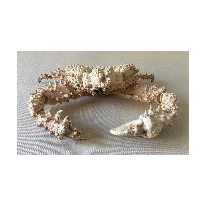 Crab Stone 15/18cm lot of 1