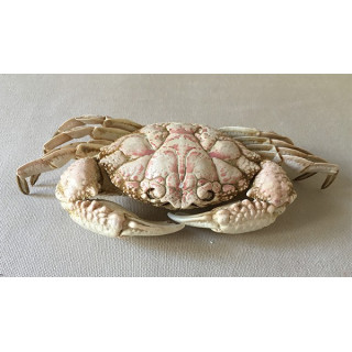 Sand crab 16/18cm lot of 2