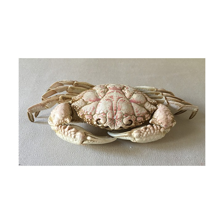 Sand crab 16/18cm lot of 2