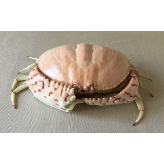 Crab Dotted 15/18CM  lot of 2