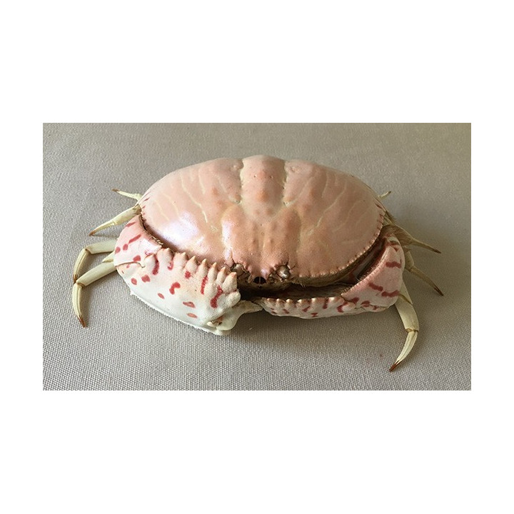 Crab Dotted 15/18CM  lot of 2