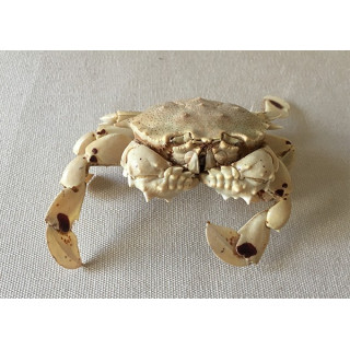 Crabe Lunaris 8/10cm lot de 2