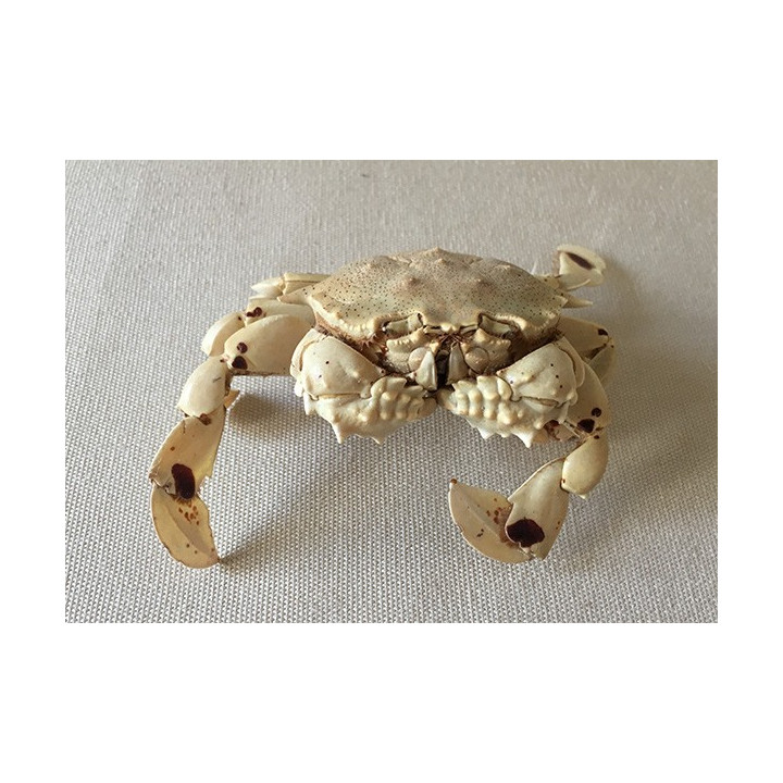 Lunaris crab 9/10cm lot of 2