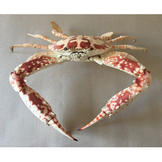 Crabe San Francisco 39/42cm