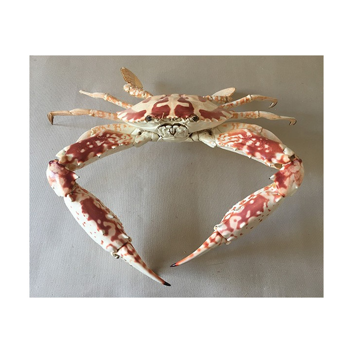Crabe San Francisco 39/42cm