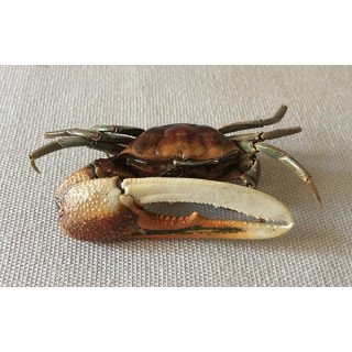 Crabe Violoniste 4/6cm lot de 3