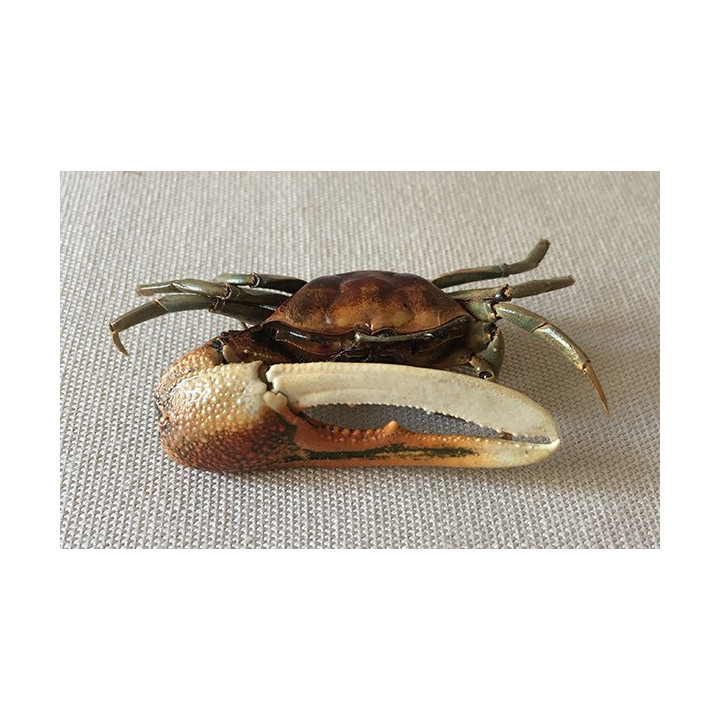 Crabe Violoniste 4/6cm lot de 3