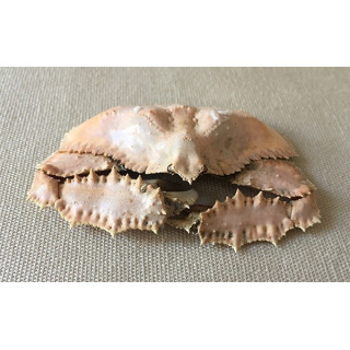 Crab Fornicata 7/8cm lot of 1
