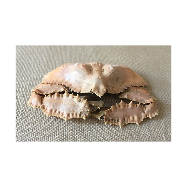 Crab Fornicata 7/8cm lot of 1