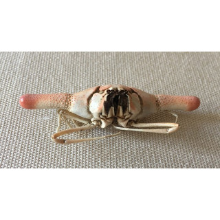 Crab Cylindricus 5.5/6cm lot of 2