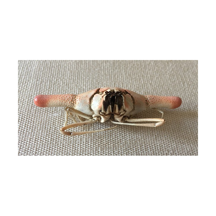 Crab Cylindricus 5.5/6cm lot of 2