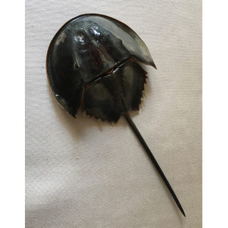 Limule with Paws 25/35 cm - batch of 3