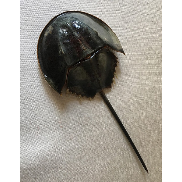 Limule with Paws 25/35 cm - batch of 3