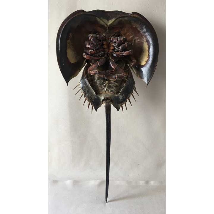 Limule avec Pattes 13/18cm - lot de 3