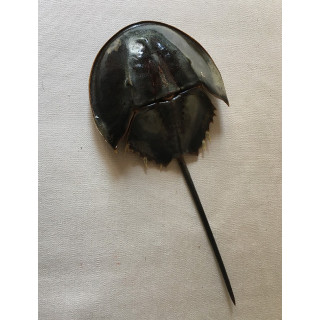 Legless limule 13/18cm PM lot of 2