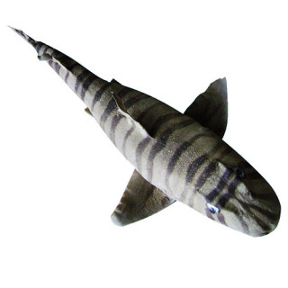 Zebra shark 69/75cm lot of 1