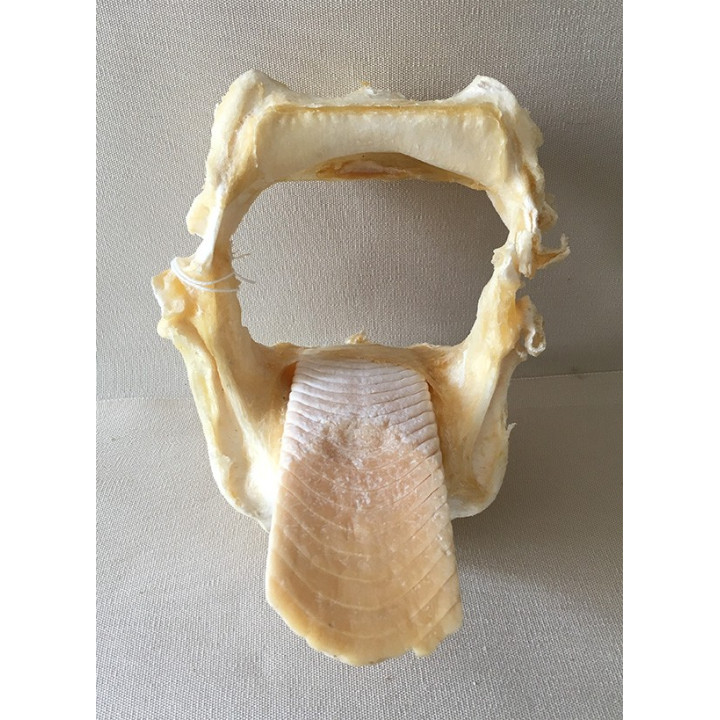 Mâchoire de raie aetobatus narinari 15/18cm par 1