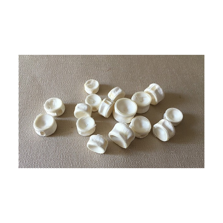 Vertebre de Squale 2/3cm lot de 25