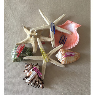 20 Coquillages avec crochet 