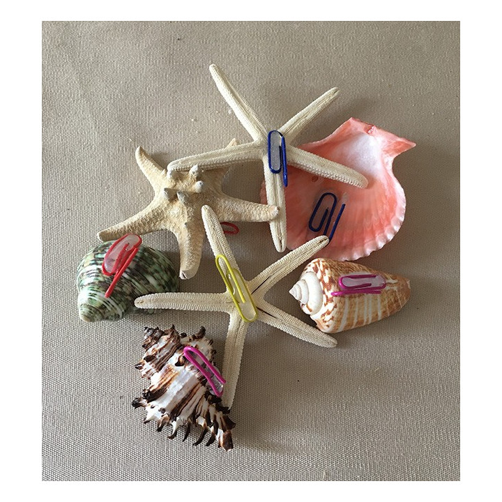 20 Coquillages avec crochet 