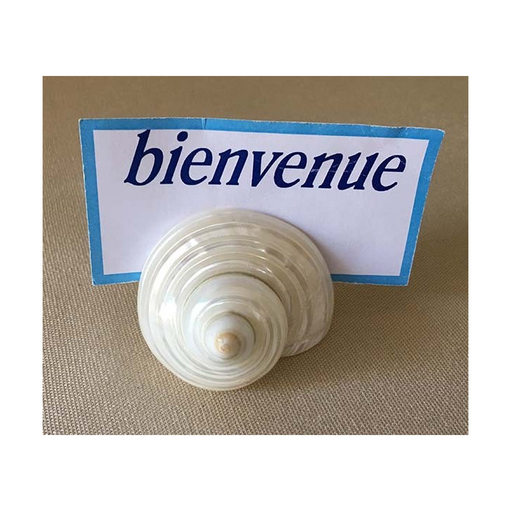 Turbo Nacre Porte Message lot of 6