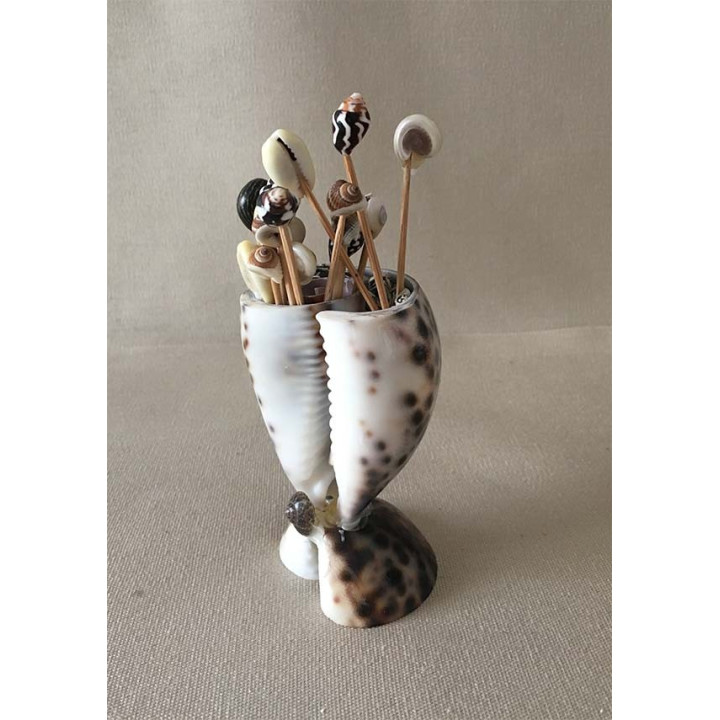 Cypraea Tigris Porte Piques 7cm lot of 12