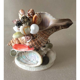 Porte Piques dans Fasciolaria 13 cm par 6