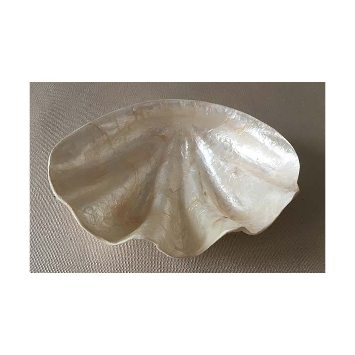 Plat Capiz Forme Benitier 25cm lot de 1