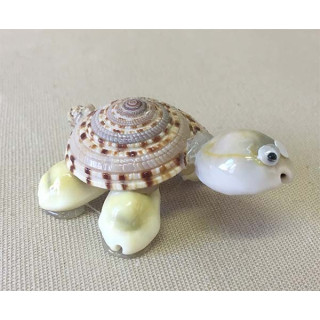 Turtle Architectonica lot of 50