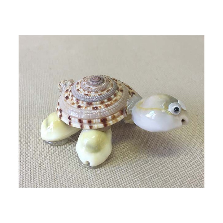 Turtle Architectonica lot of 50