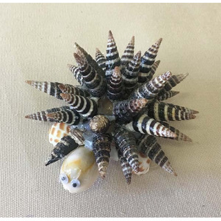 Turtle Batillaria 8/9cm lot of 12