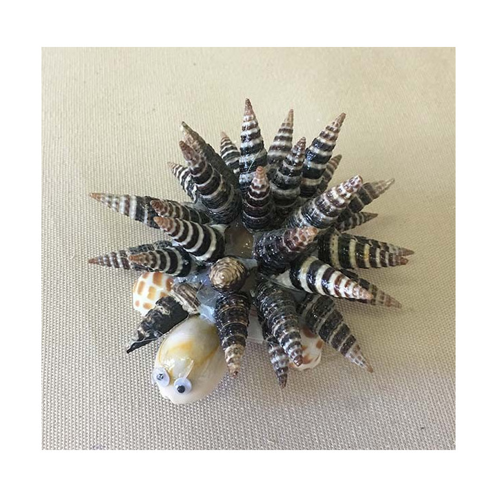 Turtle Batillaria 8/9cm lot of 12