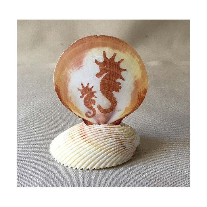 Pecten Décoré sur Socle lot de 12