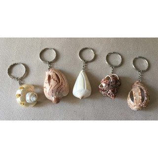 Key door seashells streaked by 24