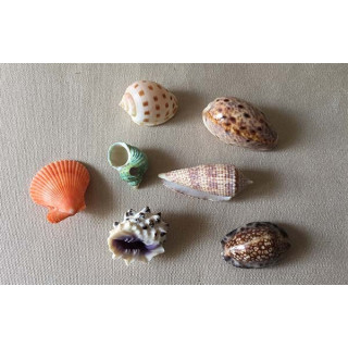 Magnets Veritables Coquilles lot de 24