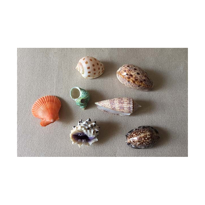 Magnets Veritables Coquilles lot de 24