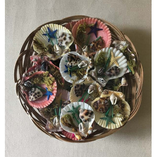 Magnets Pecten Deco Sea in basket lot of 25 