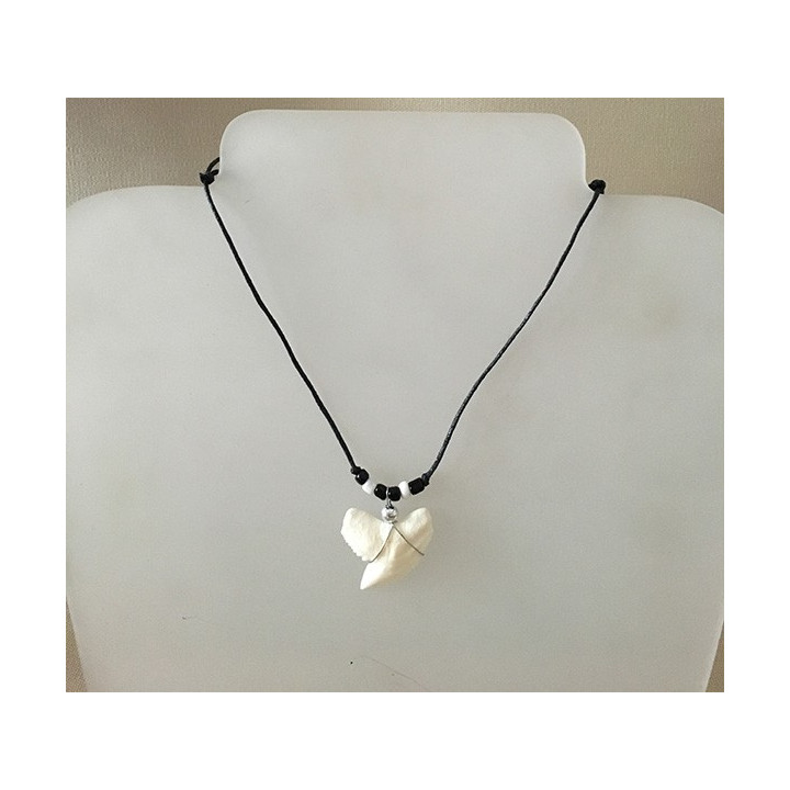 Tiger Shark Tooth 2/2.2cm on Double Cordon lot of 6