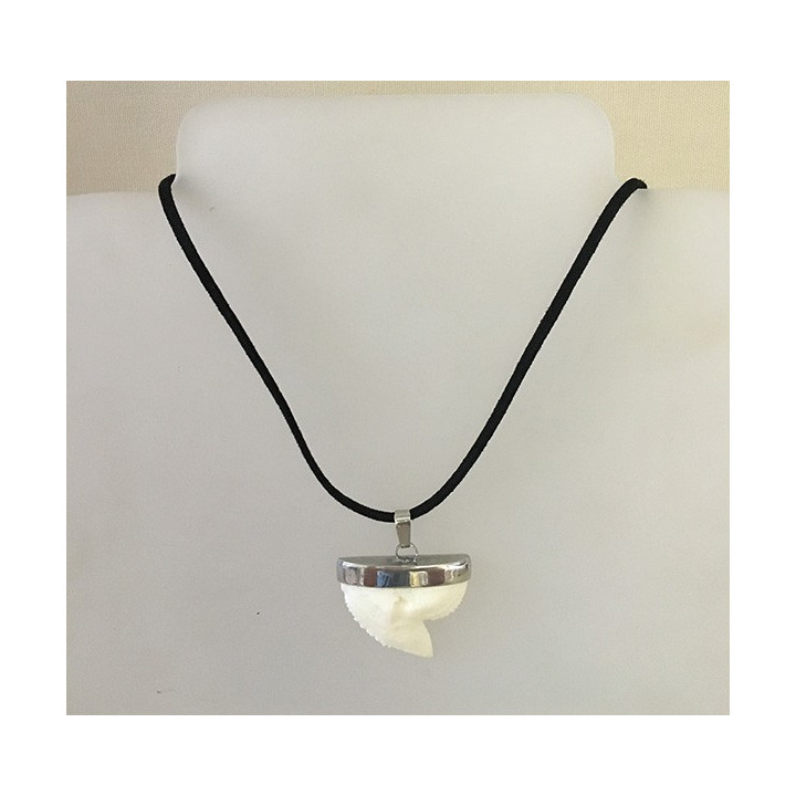 Dent de Requin Tigre Résine 31/35mm Monture métal sur Cordon lot de 3