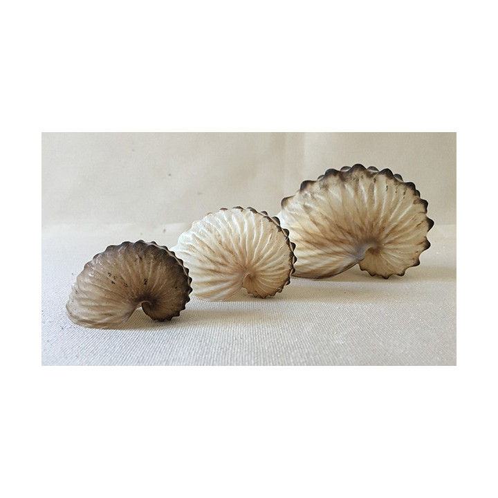 Argonaut Hians 5/7cm by 3
