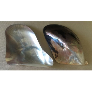 Pteria polie 12cm par 12